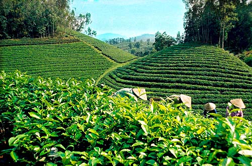 ປີ 2013, ຂະແໜງຊາ ຫວຽດນາມຍົກສູງ ຄຸນນະພາບຜະລິດຕະພັນ